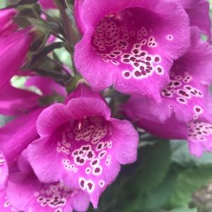 Meet your Posher, Michele